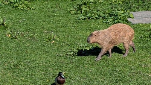 Cinnamon Capybara Wild Tales Podcast